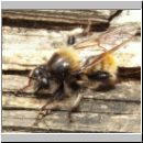 Laphria flava - Mordfliege 05.jpg